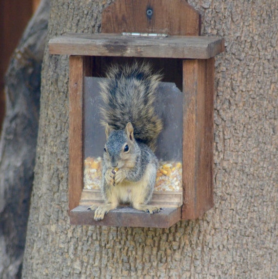Squirrel Feeder Box Large Beautiful Cedar Handcrafted Design Etsy
