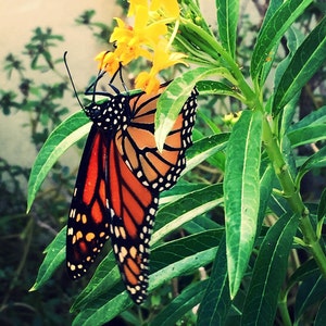 Tropical Milkweed Seeds for Butterflies – Help Save the Monarch Butterfly