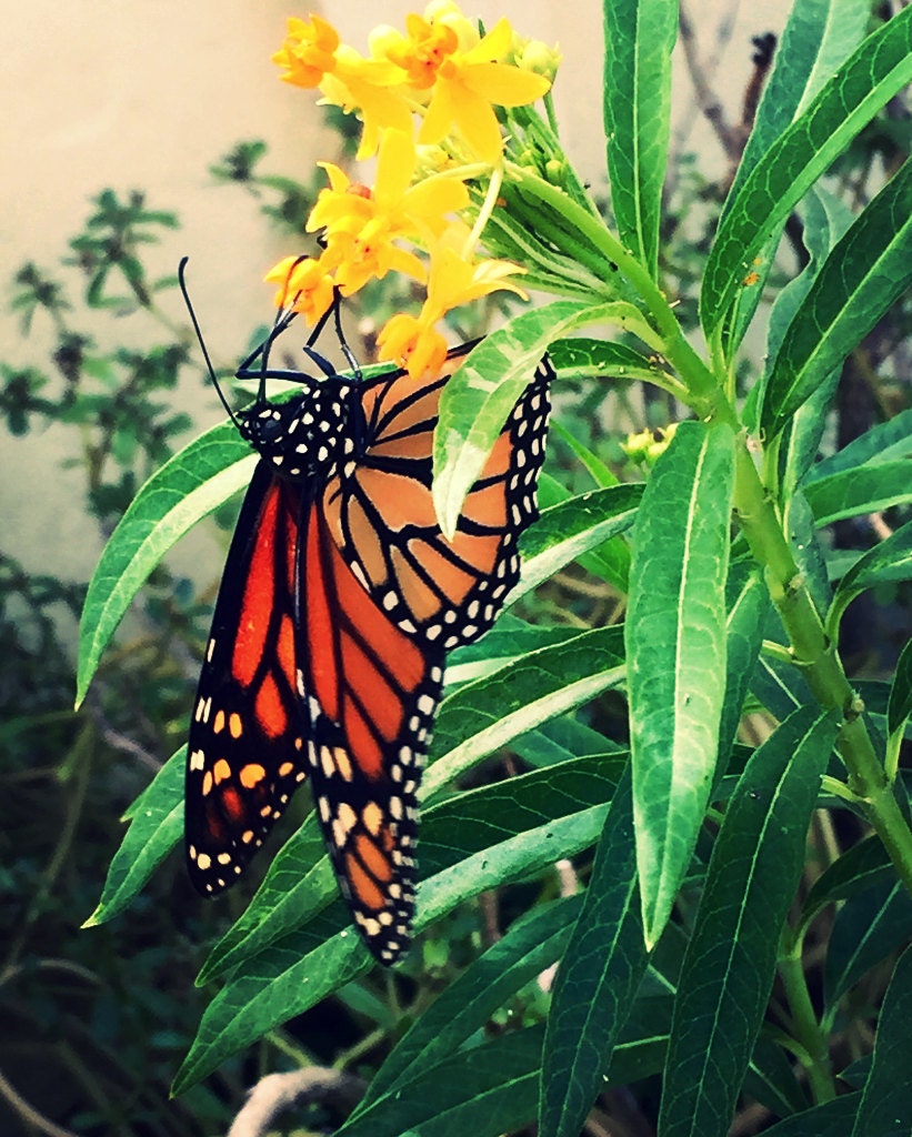 Tropical Milkweed Seeds for Butterflies - Help Save the Monarch Butterfly