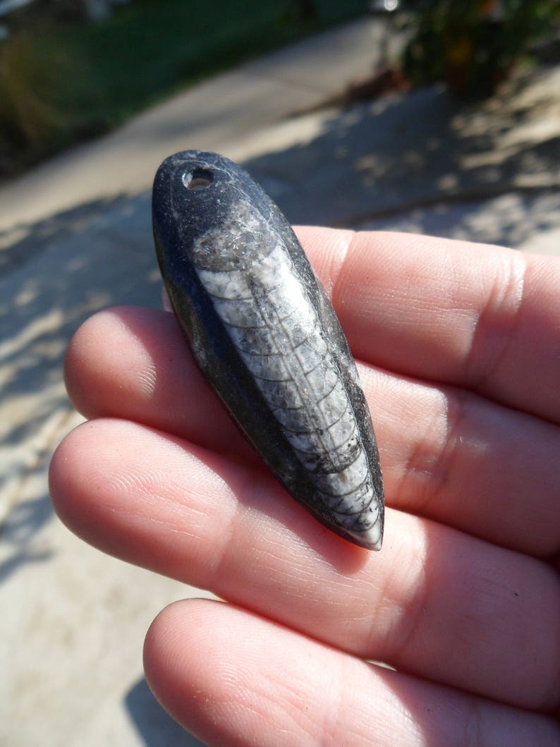 Drilled Bead DIY Crafts Unisex Jewelry Polished Fossil Gifts Pendant Orthoceras Fossil