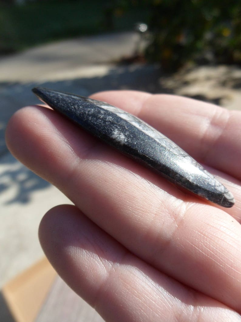 Drilled Bead DIY Crafts Unisex Jewelry Polished Fossil Gifts Pendant Orthoceras Fossil