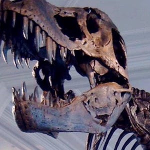 Brązowe zęby Tyrannosaurus rex/Brązowa wersja zębów smoka — replika brązowych zębów Tyrannosaurus rex w muzeum
