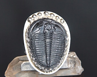 Anello cabochon fossile di trilobite - Argento sterling fatto a mano - Fascia regolabile, reliquia cambriana, pietra preziosa naturale di artropodi marini