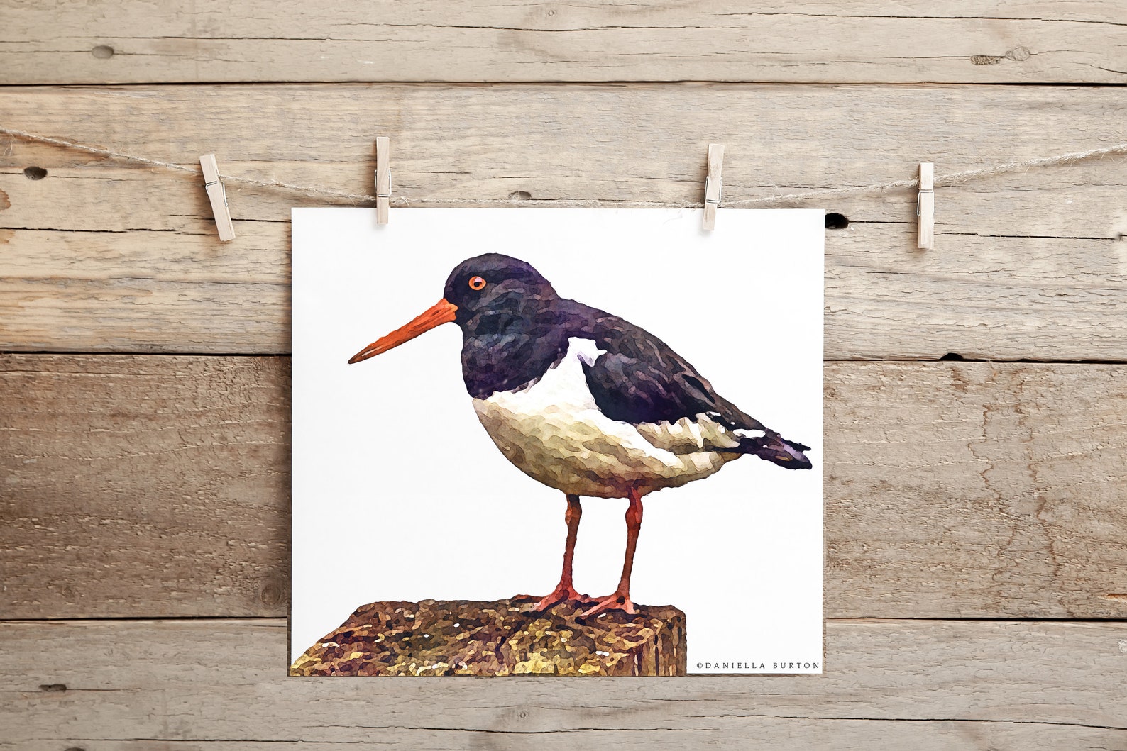 Oyster Catcher Bird Art Wildlife Watercolour Print Etsy