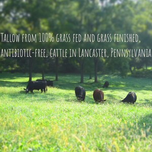 May include: A field of green grass with black cows grazing. The text reads: "TALLOW FROM 100% GRASS FED AND GRASS FINISHED, ANTIBIOTIC-FREE, CATTLE IN LANCASTER, PENNSYLVANIA".