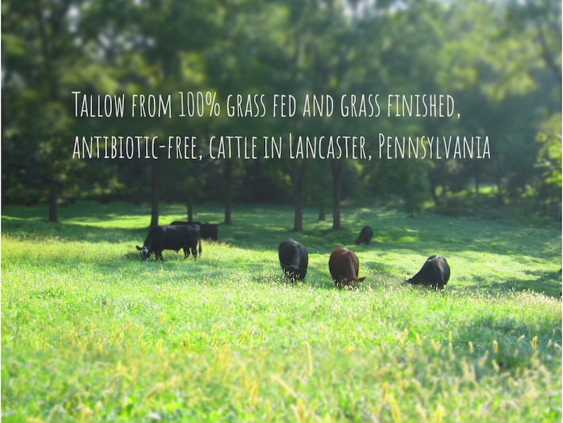 May include: A field of green grass with black cows grazing. The text reads: "TALLOW FROM 100% GRASS FED AND GRASS FINISHED, ANTIBIOTIC-FREE, CATTLE IN LANCASTER, PENNSYLVANIA".