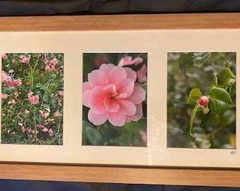 Camellia triptych photography in pack style frame. Pink flowers, buds and bush at Dunham Massey.