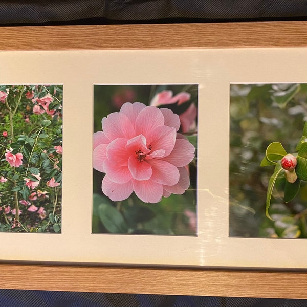 Photographie de triptyque de Camellia dans le cadre de modèle de paquet. Fleurs roses, bourgeons et buisson à Dunham Massey.