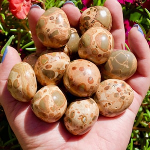 Leopardite Jasper Tumbled Stone | Large to Extra Large Size