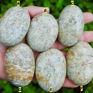Ozean Fossil Jaspis Palmsteine