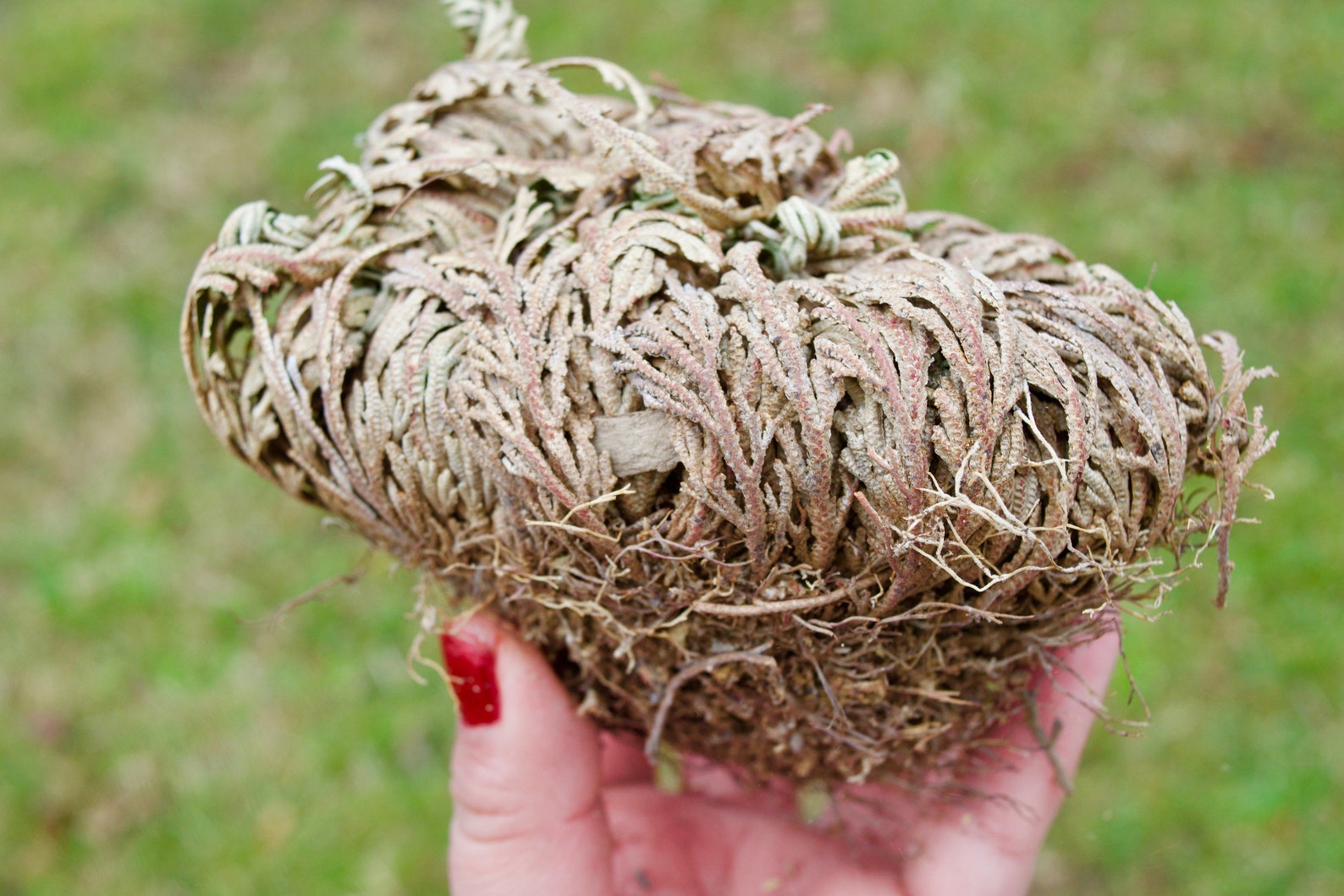 Rose of Jericho Resurrection Flower Jericho Rose Flores Etsy Canada