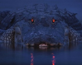 Alligator