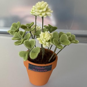 Peut inclure: Une petite plante en pot avec des feuilles de trèfle en feutre vert et des fleurs en feutre blanc. Le pot est brun et porte une étiquette sur laquelle est inscrit "Firmaus by C. Kampfer".