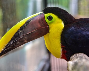 Fruit Loops Toucan Sam Bird Canvas Print Paper Nature Photography Animal Wall Art Home Decor Office Fruit Loops Toucan Sam Bird Canvas Print Paper Nature Photography Animal Wall Art Home Decor Office