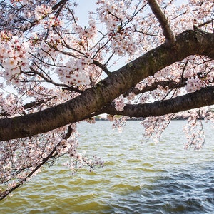 Cherry Blossoms Photo, Washington DC, Cherry Blossoms Print, Tidal Basin, Jefferson Memorial, DC Photography, Cherry Blossom Festival