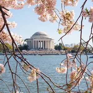 Cherry Blossoms Print, Washington DC, Cherry Blossoms Photo, Tidal Basin, Jefferson Memorial, DC Photography, Cherry Blossom Festival