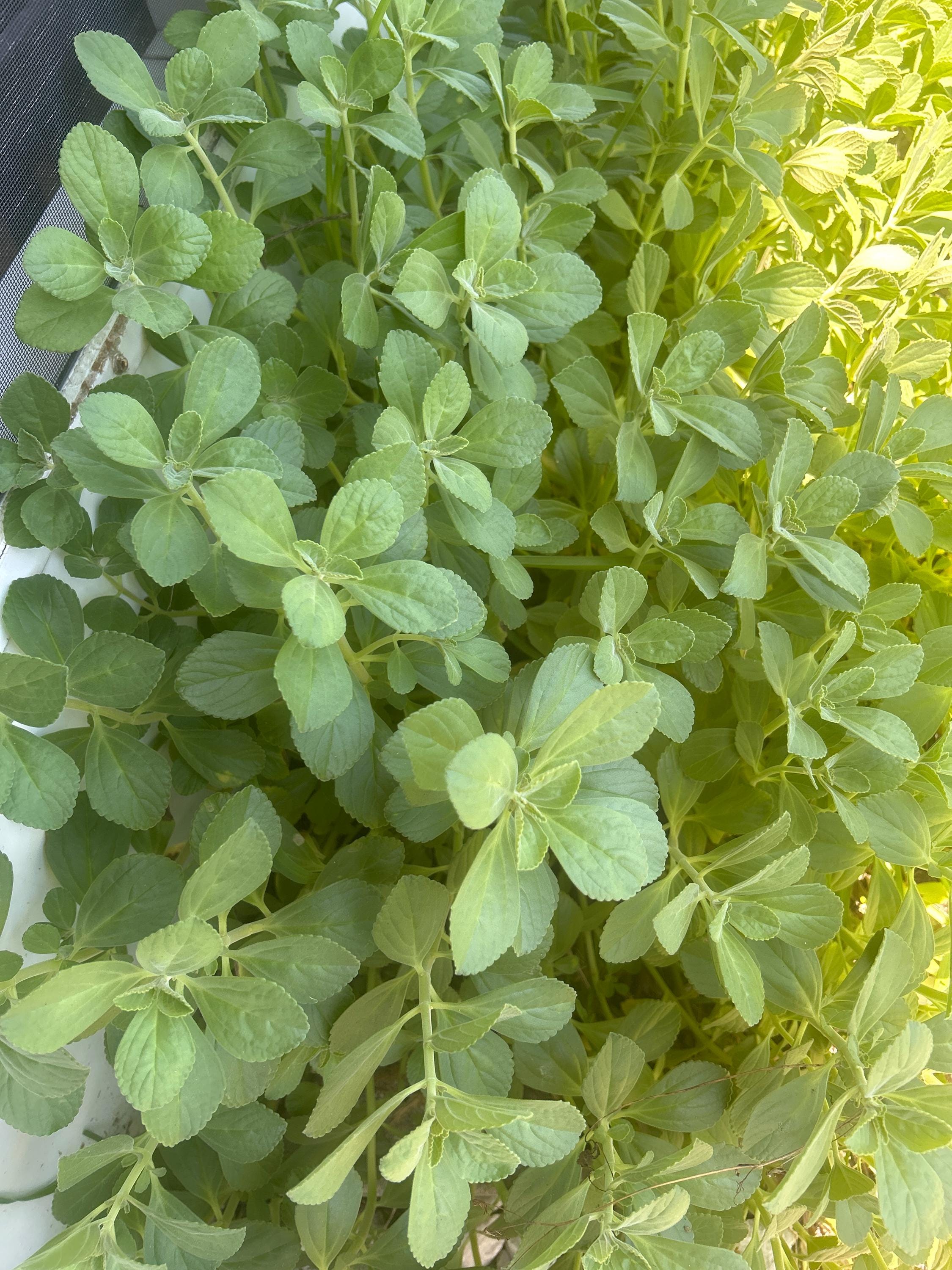 Boutures de plantes Panadol