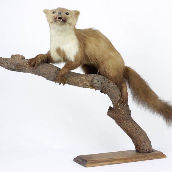 Taxidermy Mink Etsy