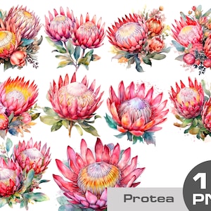Puede incluir: Ilustraciones en acuarela de flores de protea en varios arreglos. Las flores son principalmente rosas y rojas, con centros amarillos y blancos. También se ven hojas y tallos verdes. La imagen incluye el texto "Protea 10 PNG".