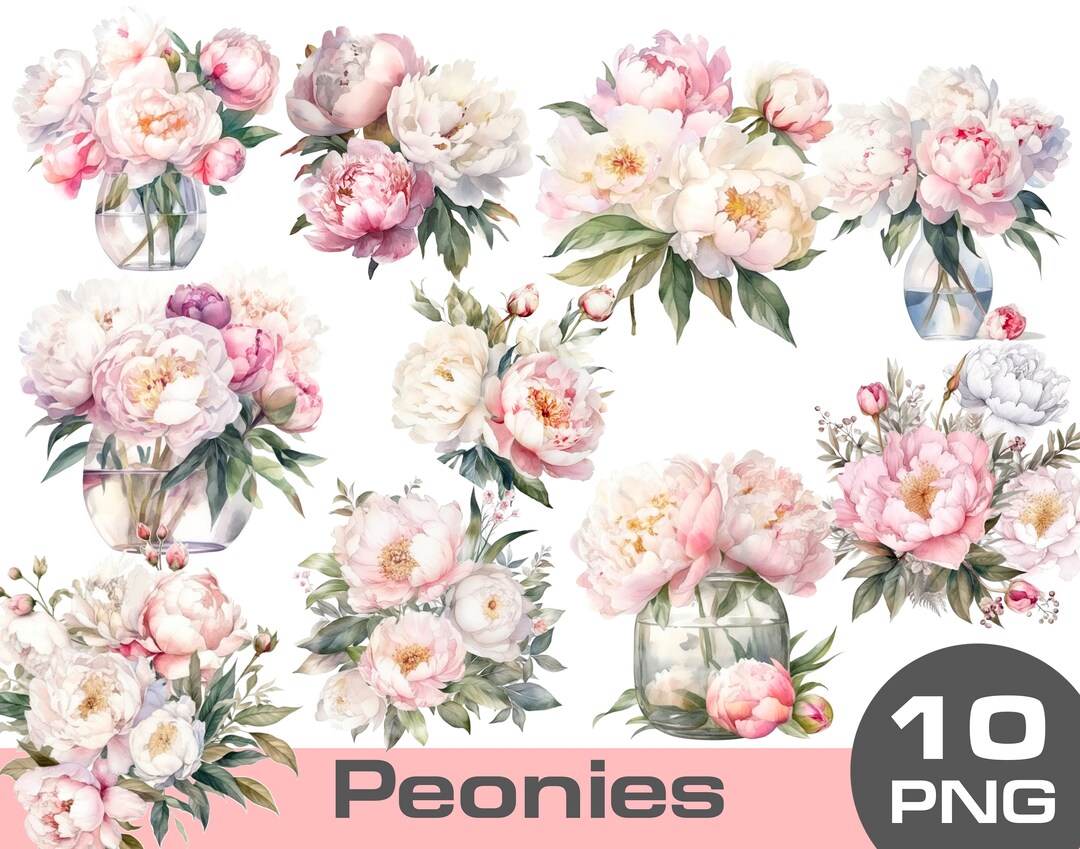 Watercolor Pink Peonies Clipart, White Peony Clipart Png, Watercolor ...