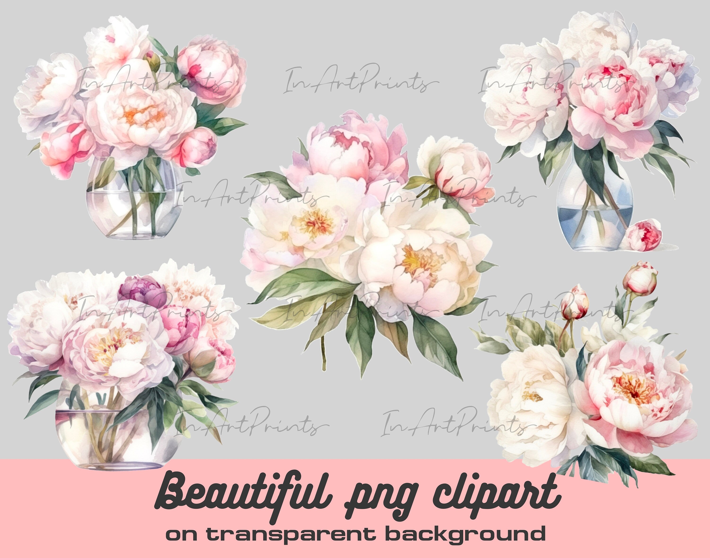 Watercolor Pink Peonies Clipart, White Peony Clipart Png, Watercolor ...