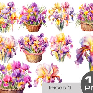Watercolor irises clipart png, bouquet of irises png, basket of irises flowers png, irises sublimation png, summer flowers png Clipart