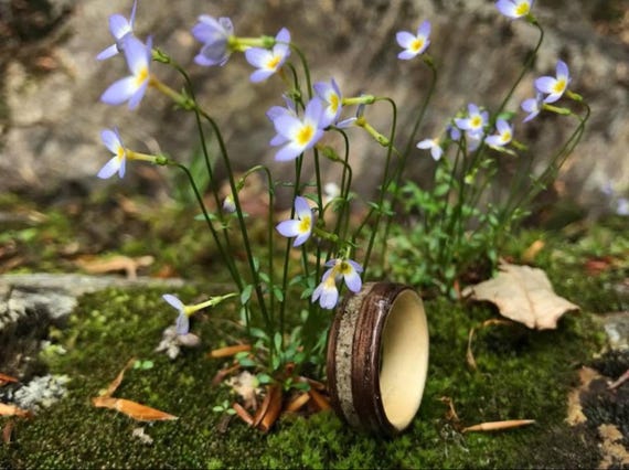 Wood Wedding Band made of Central Park Concrete, Walnut Mens Wood Ring, Wooden Ring, Wood Ring, Bentwood Ring,  Nature Engagement Ring,