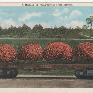Carte postale en lin Florida - CARLOAD FRAISE FLORIDE