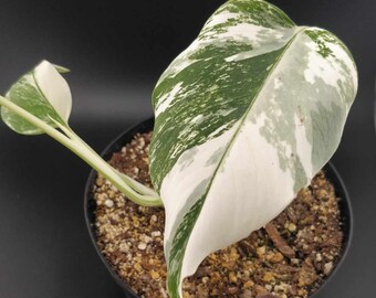 Variegated Monstera Albo Borsingiana - Rooted Monstera Deliciosa Albo Variegata 6" Pot