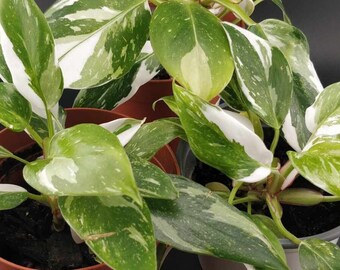 White Princess Philodendron 4" Pot Growers Choice