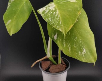 Variegated Monstera Albo Borsingiana Growers Choice (imperfect) - Fully Rooted Monstera Deliciosa Albo Variegata Plant - 4" Pot