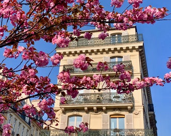 April in Paris Cherry Blossoms