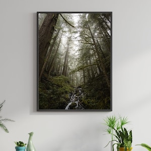 Mount Rainier National Park Print, Rainy Forest Wall Art, National Park Photography, Forest Home Decor, Téléchargement instantané, Téléchargement numérique