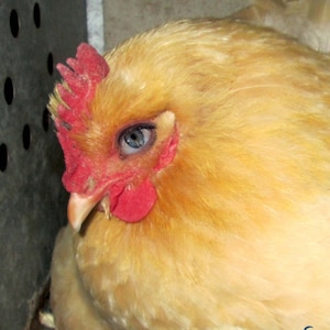 cute orange chicken picture, hen and chicks, big eyes