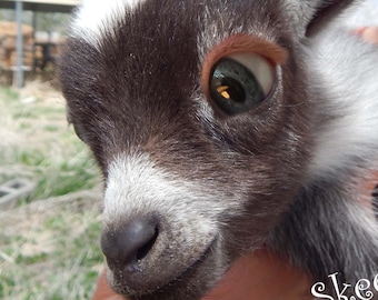 Leuke babygeit, dierlijke beeld, pigmy