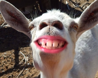 smiling goat wall art, digital goat print, goat art, funny goat pictures,goat lover, Happy Birthday, cute goat