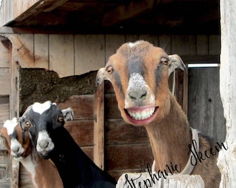 smiling goat picture, funny goats, pictures that make you laugh