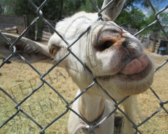 funny goat picture, goat sticking out it&#39;s tounge