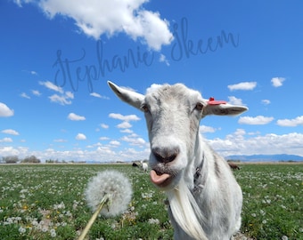 funny goat picture, dandelioin image, make a wish