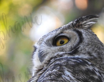 owl of wisdom