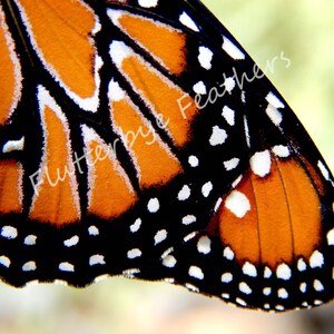 orange, Queen, monarch Butterfly wing pattern, digital photo, download, spots, wings, pattern, close up, caterpillar, chrysalis, scrapbook,