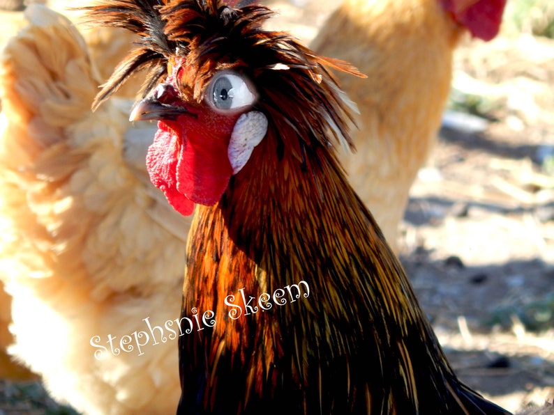 Rooster image Funny chicken picture