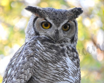 horned owl image