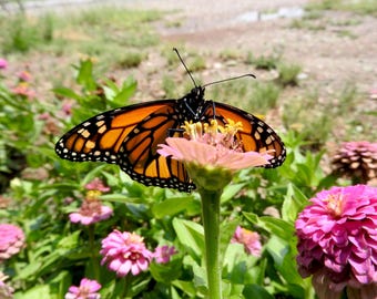 Monarch butterfly on a Zinnia