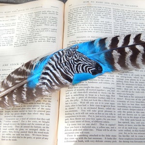 painted feather Zebra
