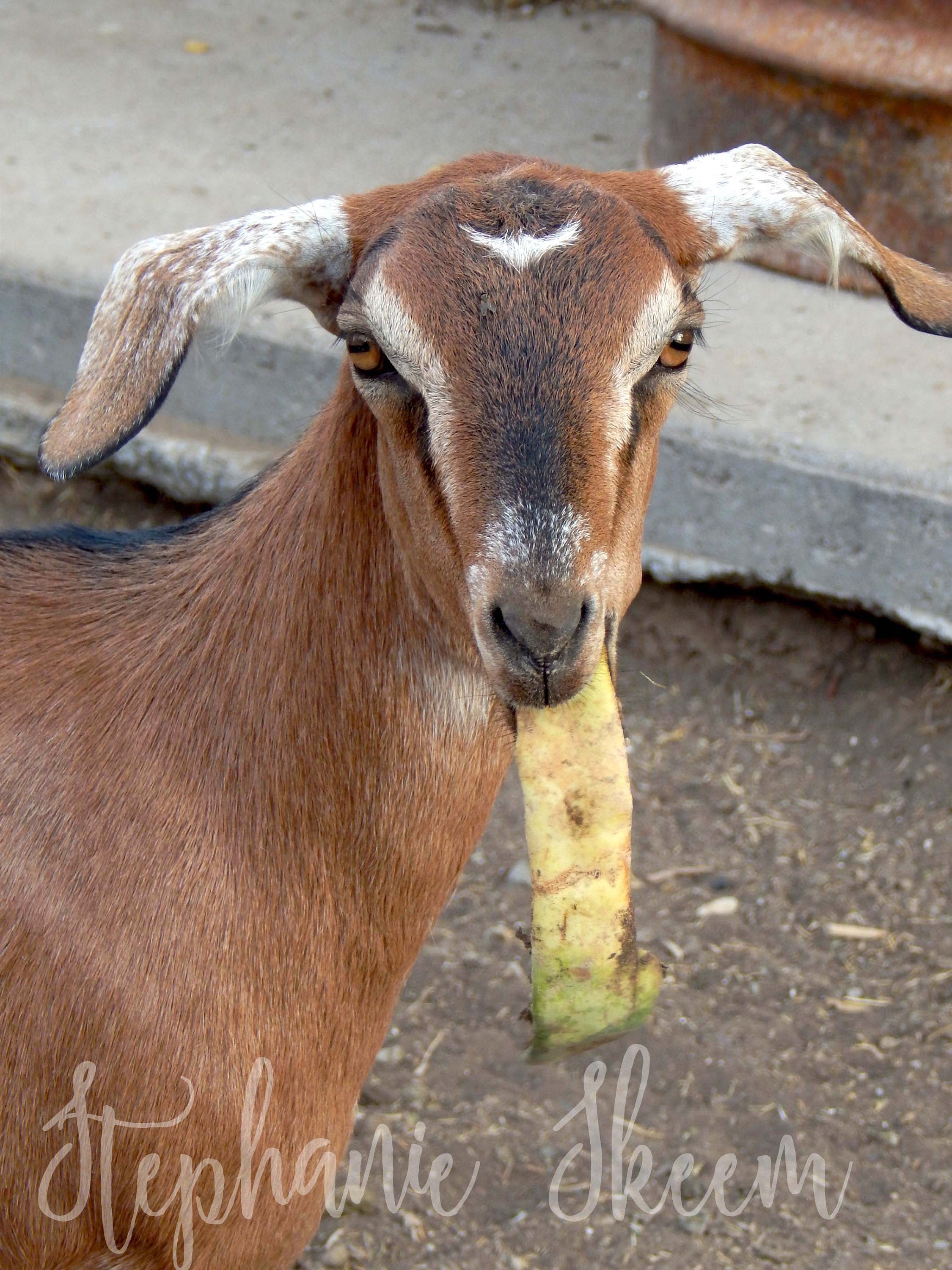 Goat Eating a Banana Funny Goat Picture Etsy