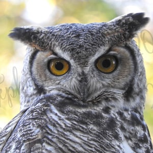 May include: A close-up of a great horned owl with yellow eyes. The owl is looking directly at the camera with a serious expression. The owl's feathers are gray and white with a pattern of dark stripes.