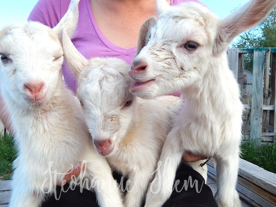 Triplets Baby Goat Picture Digital Goat Download Cute Baby Etsy Triplets Baby Goat Picture Digital Goat Download Cute Baby Etsy