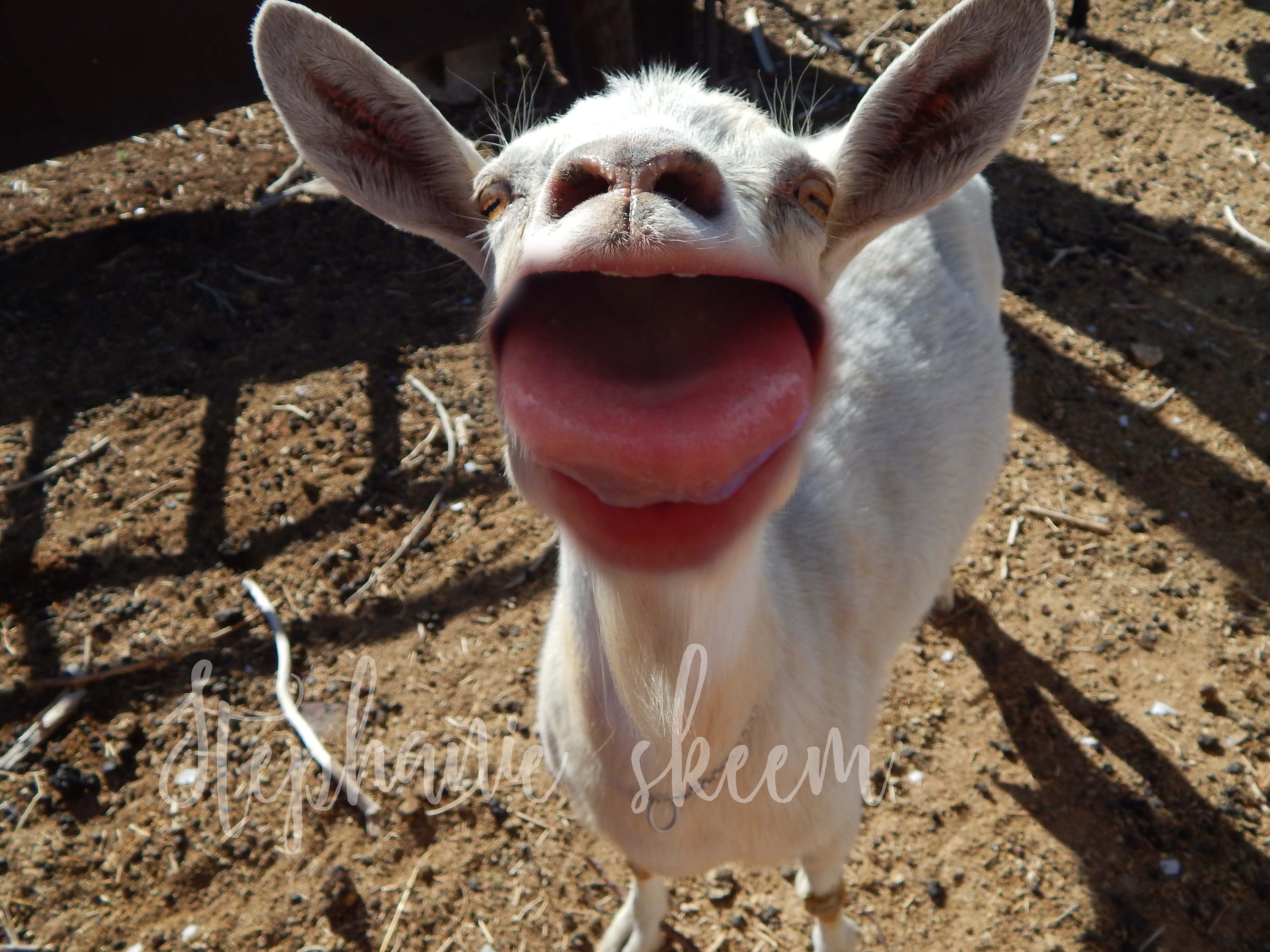 Funny Goat Picture Goat Tongue Goat Mouth Silly Goat - Etsy Funny Goat Picture Goat Tongue Goat Mouth Silly Goat - Etsy