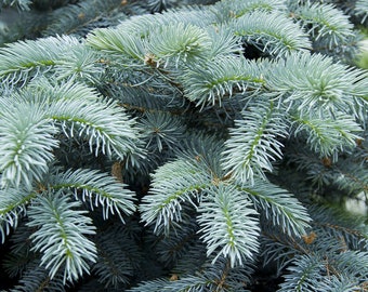 Vers gesneden blauwe sparren - ritueel, bescherming, krans, winterdecor, bruiloftsaltaar, heidense smudge
